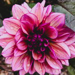 Dahlia 'Molly Raven'-Angelo