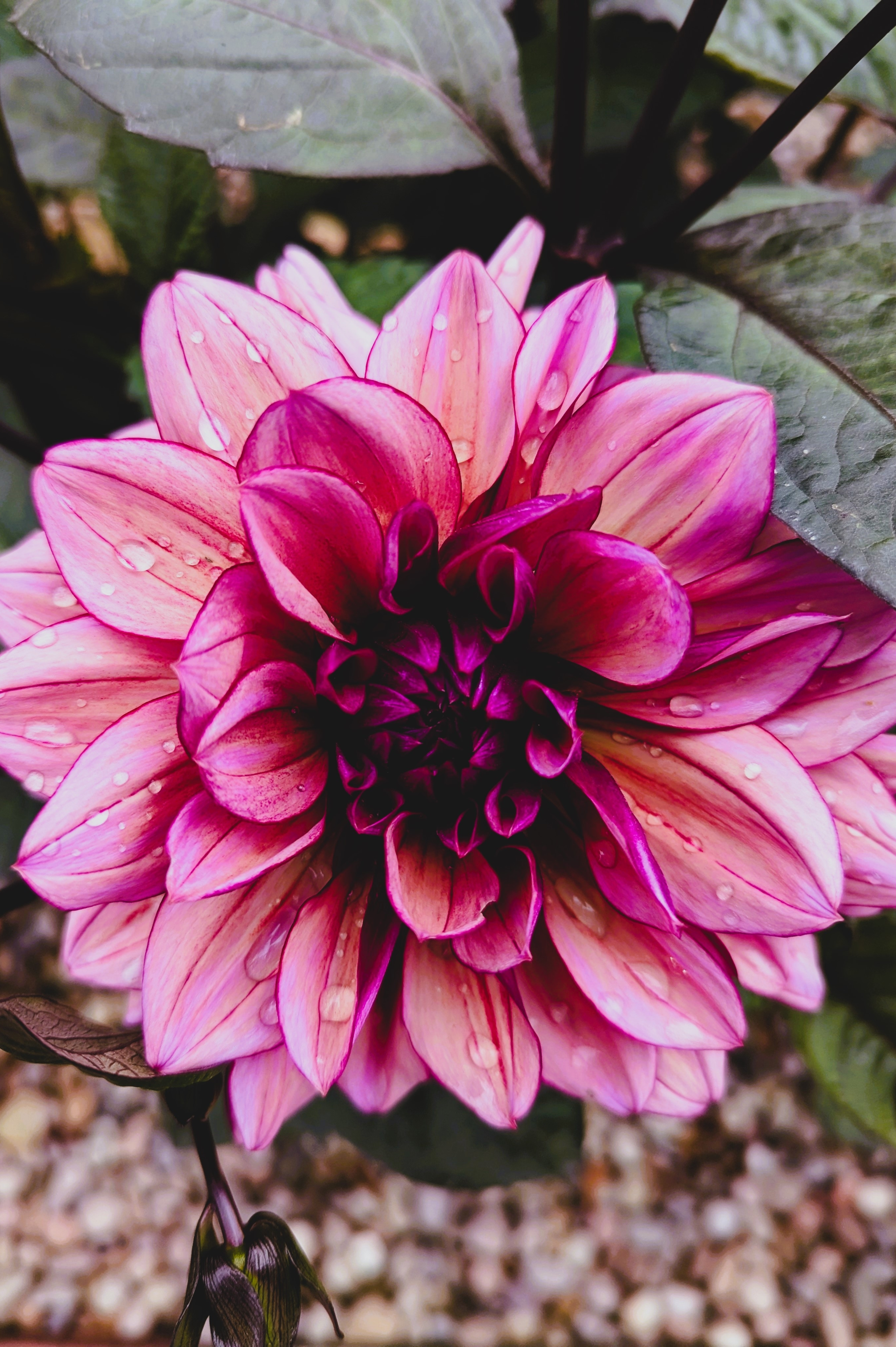 Dahlia 'Molly Raven'-Angelo