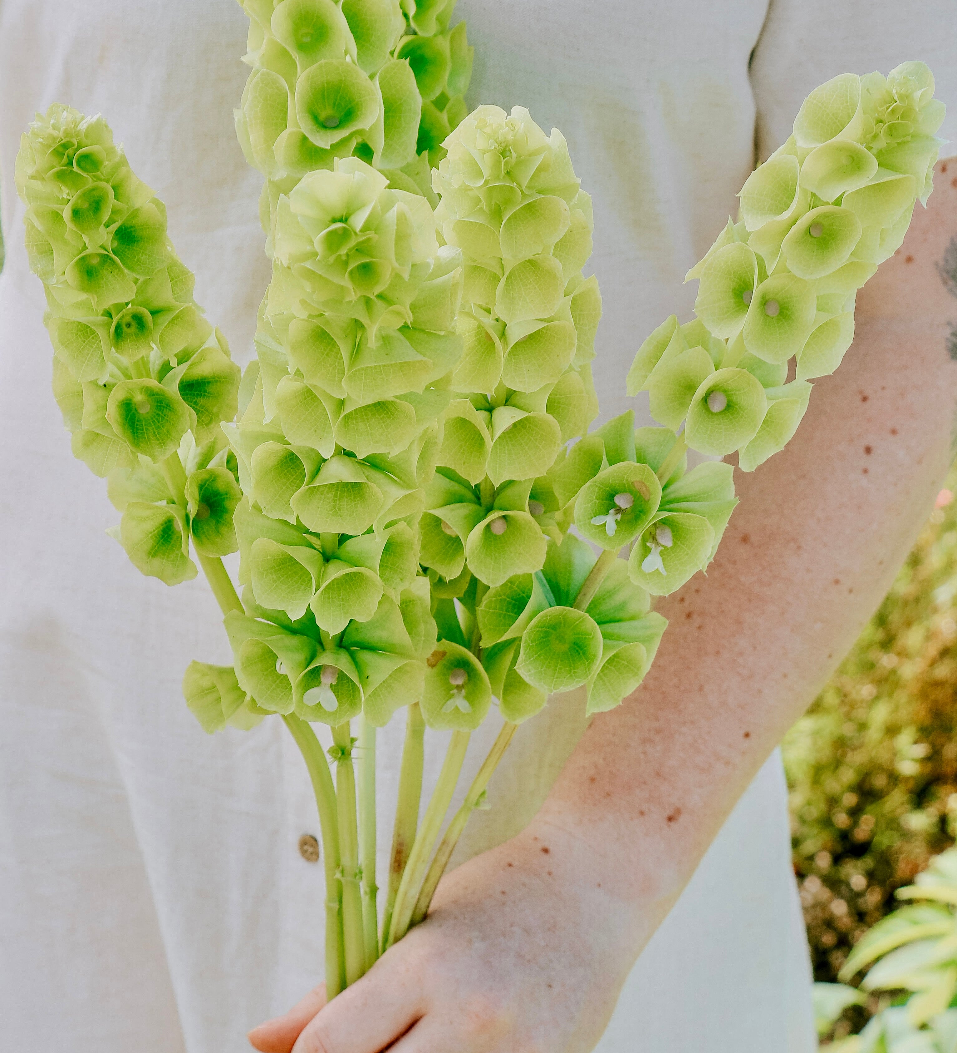 Moluccella laevis-Angelo