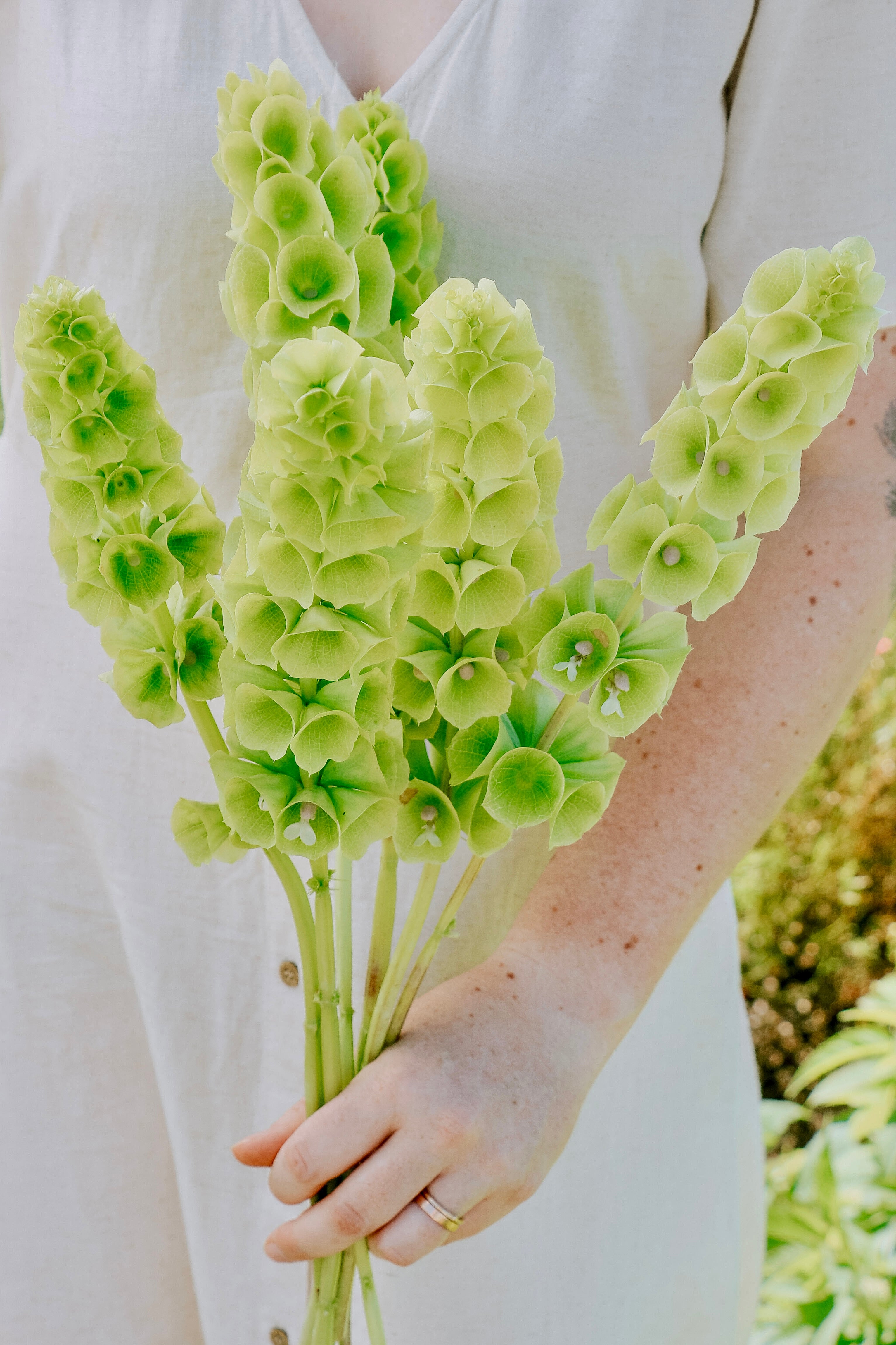 Moluccella laevis-Angelo