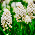 Muscari 'Magic White'-Angelo