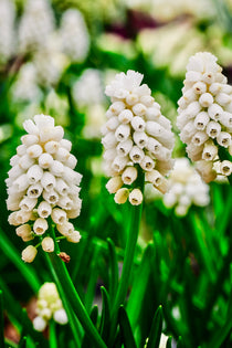 Muscari 'Magic White'-Angelo