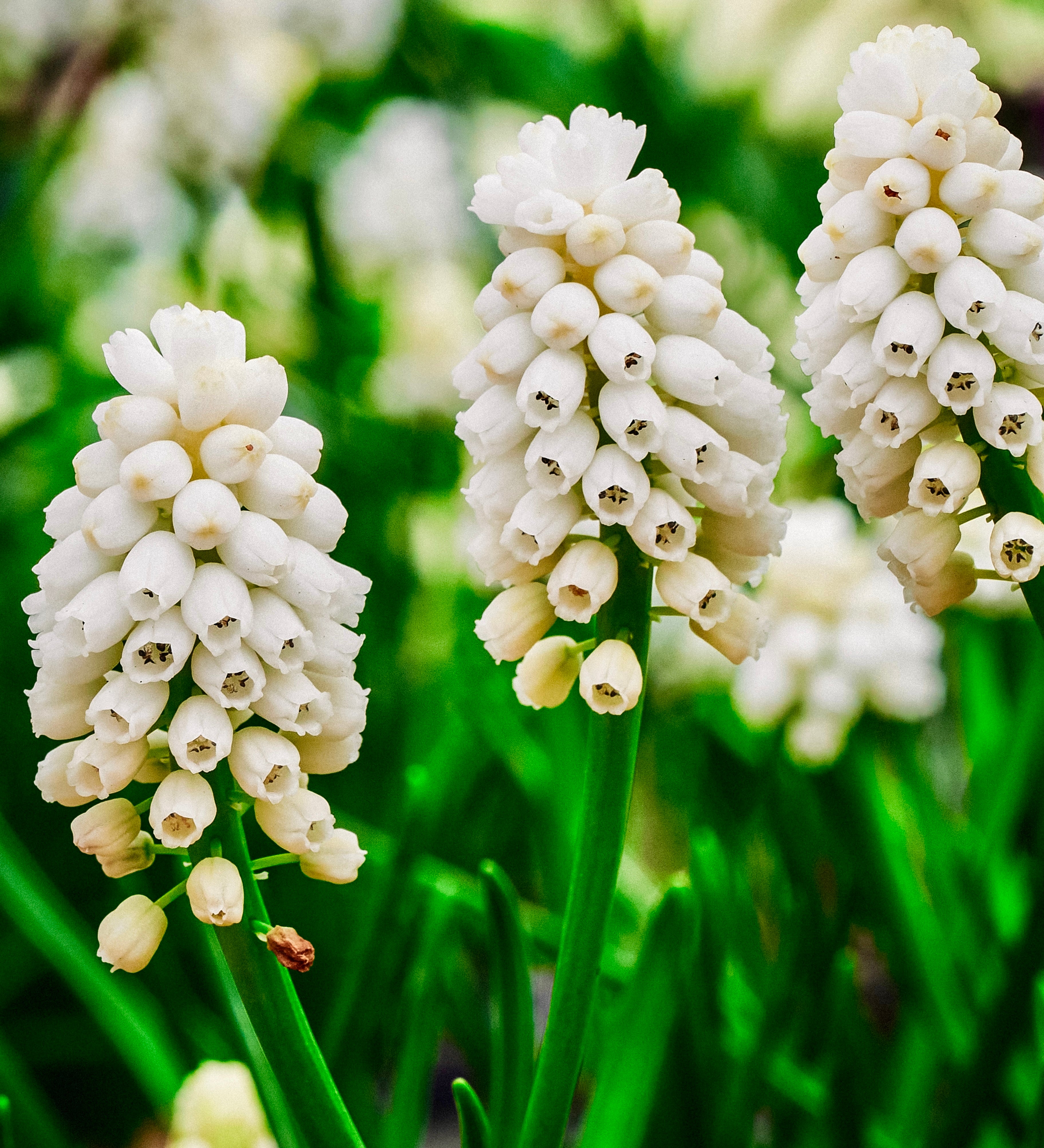 Muscari 'Magic White'-Angelo