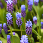 Muscari latifolium