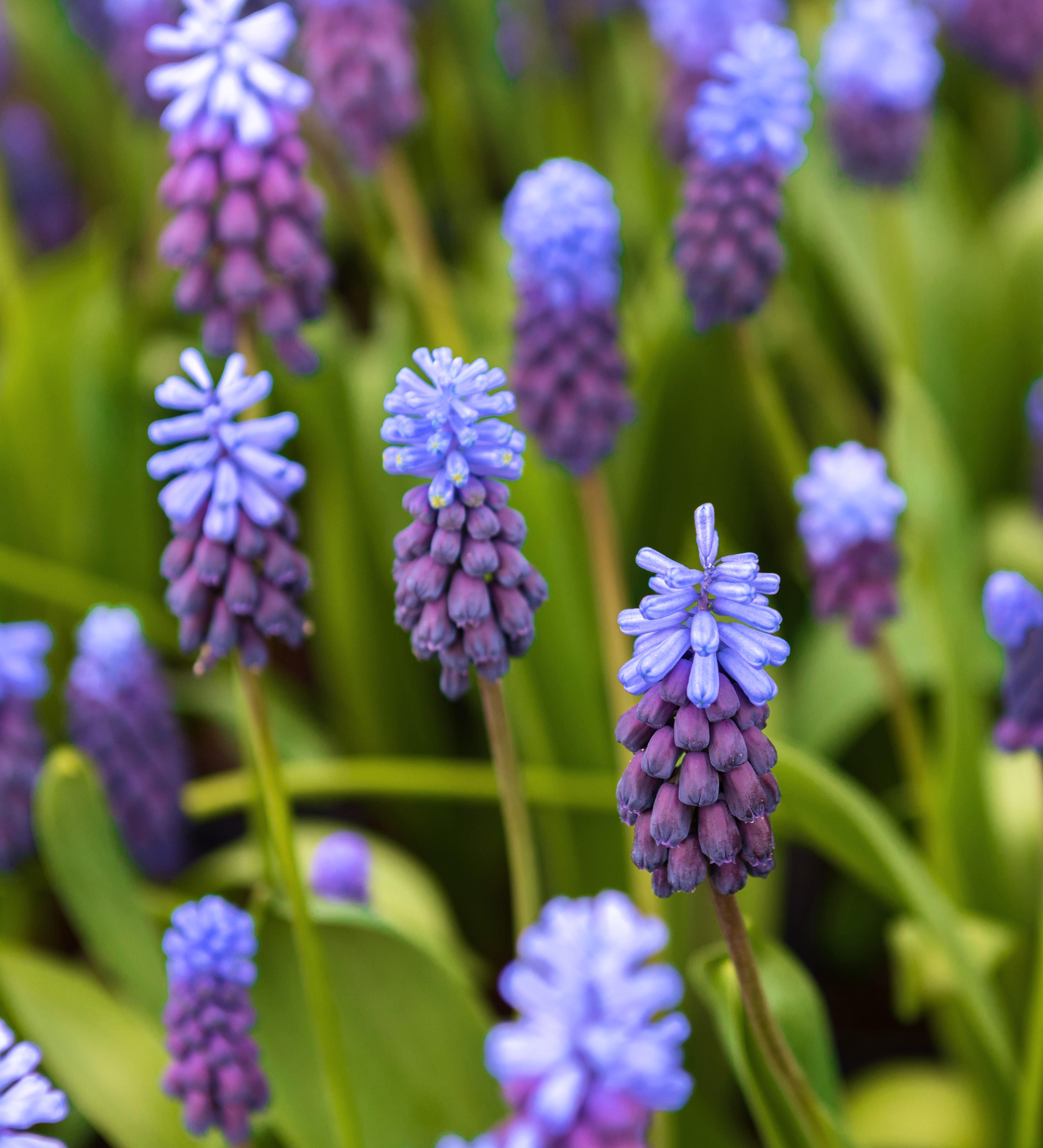 Muscari latifolium