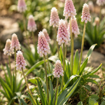 Muscari armeniacum 'Pink Sunrise'