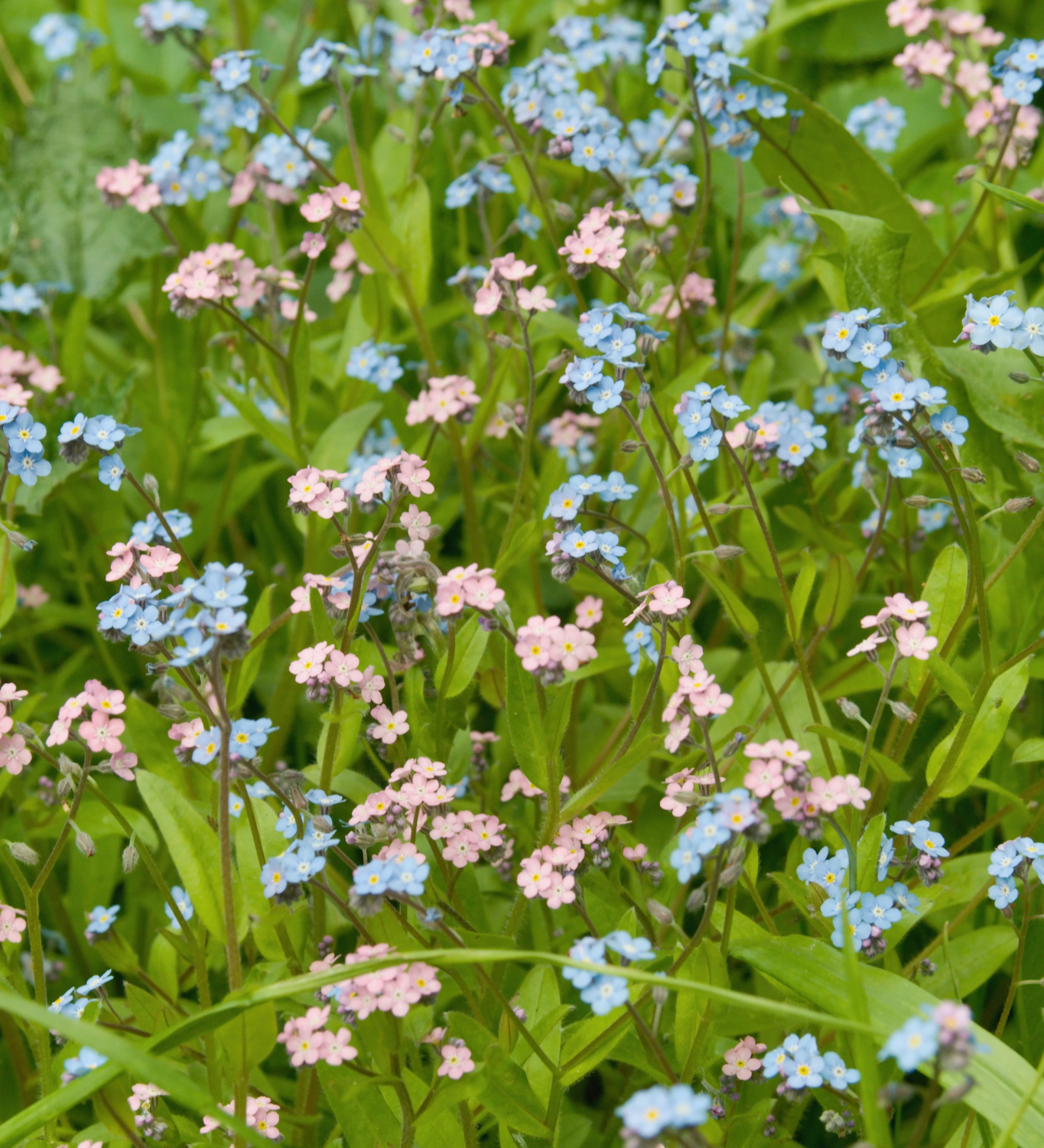 Myosotis alpestris 'mixed'-Angelo