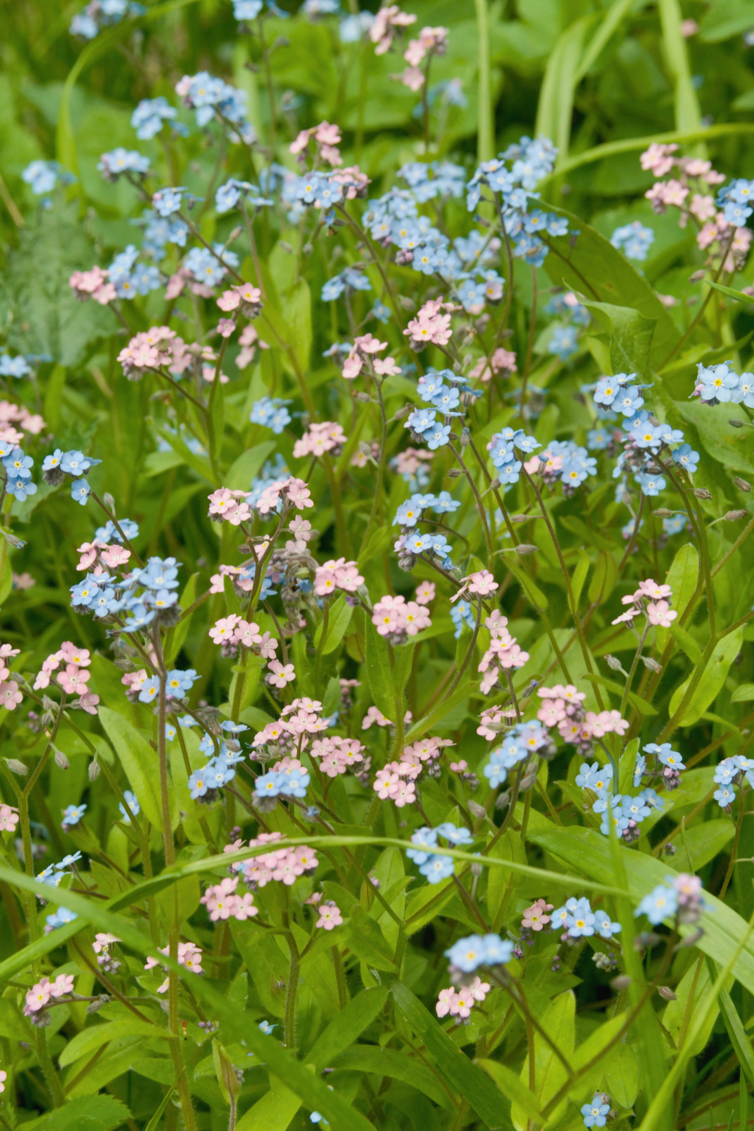 Myosotis alpestris &