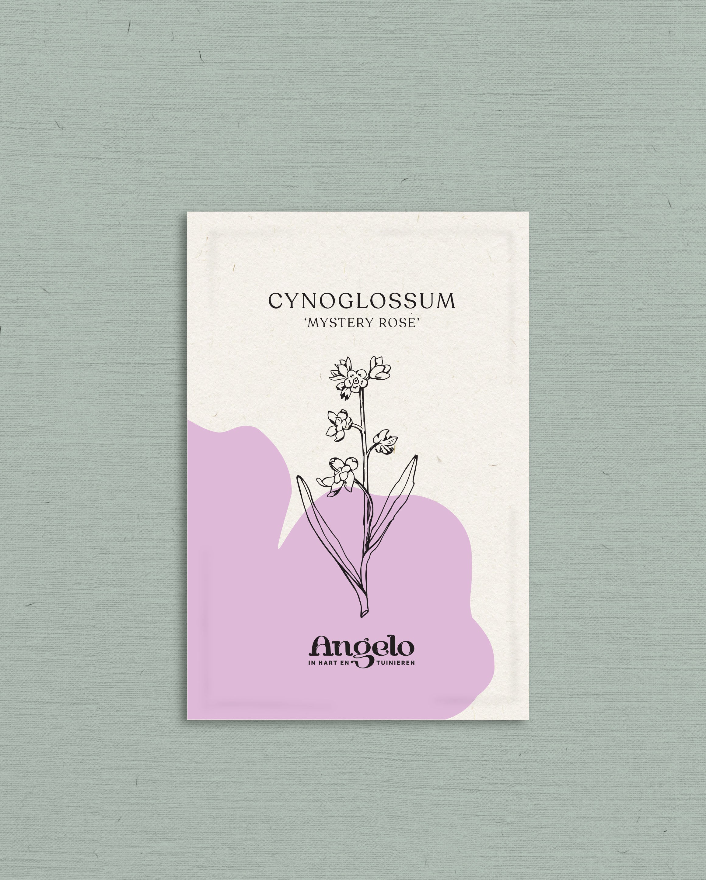 Cynoglossum amabile &