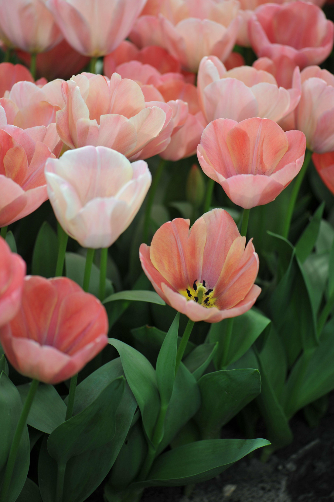 Tulpe &