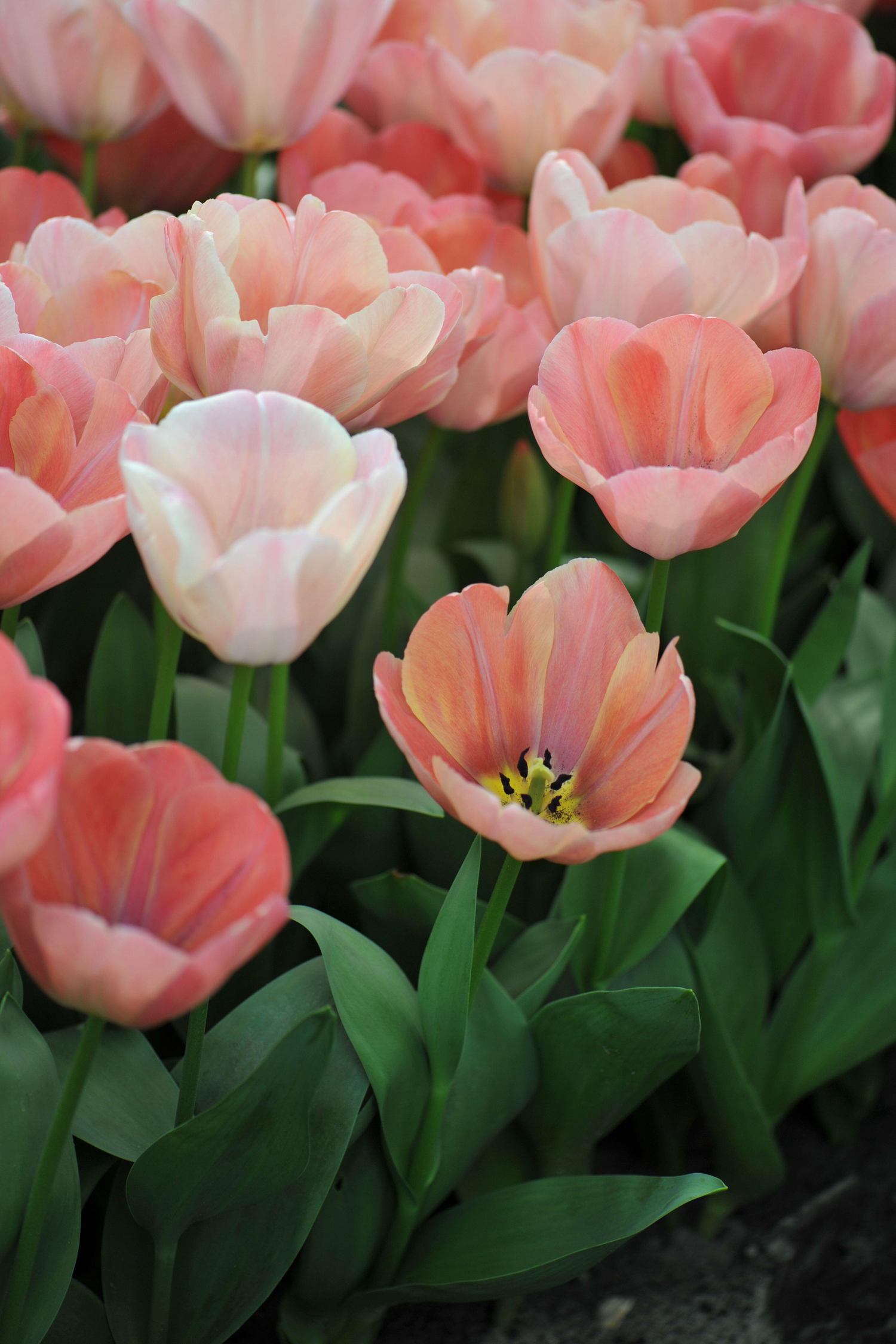 Tulpe &