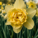 Narcis 'Dick Wilden' BIO