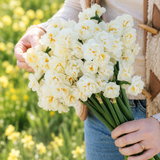 Narcis 'Bridal Crown' BIO