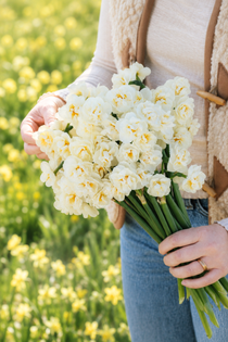 Narcis 'Bridal Crown' BIO