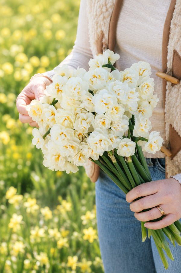 Narcis 'Bridal Crown' BIO