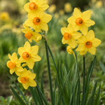 Narcis 'Garden Opera' BIO