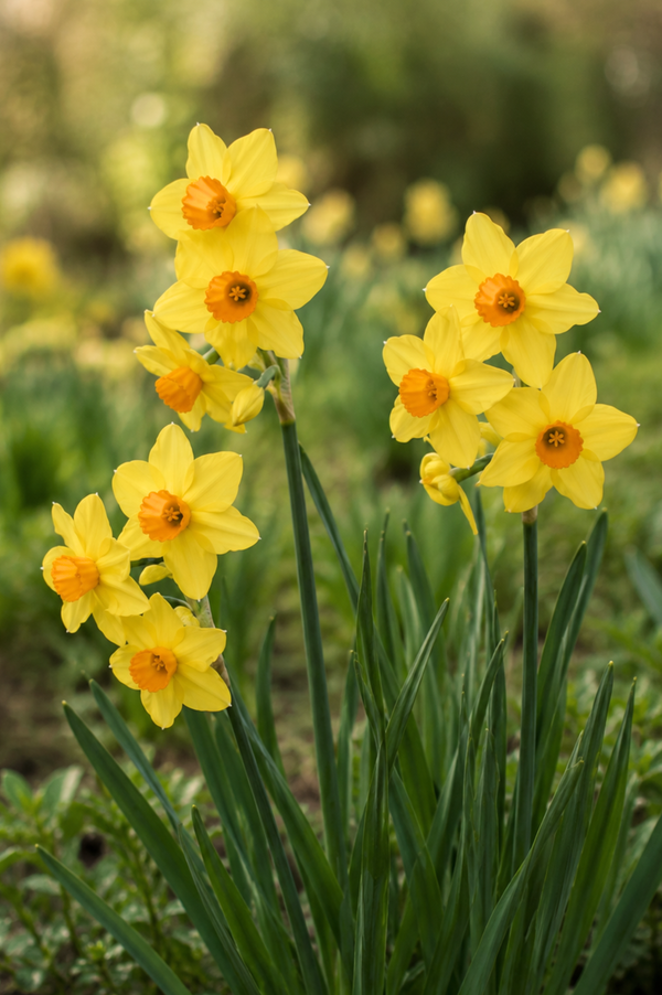 Narcis 'Garden Opera' BIO