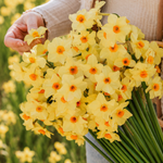 Narcis 'Martinette' BIO