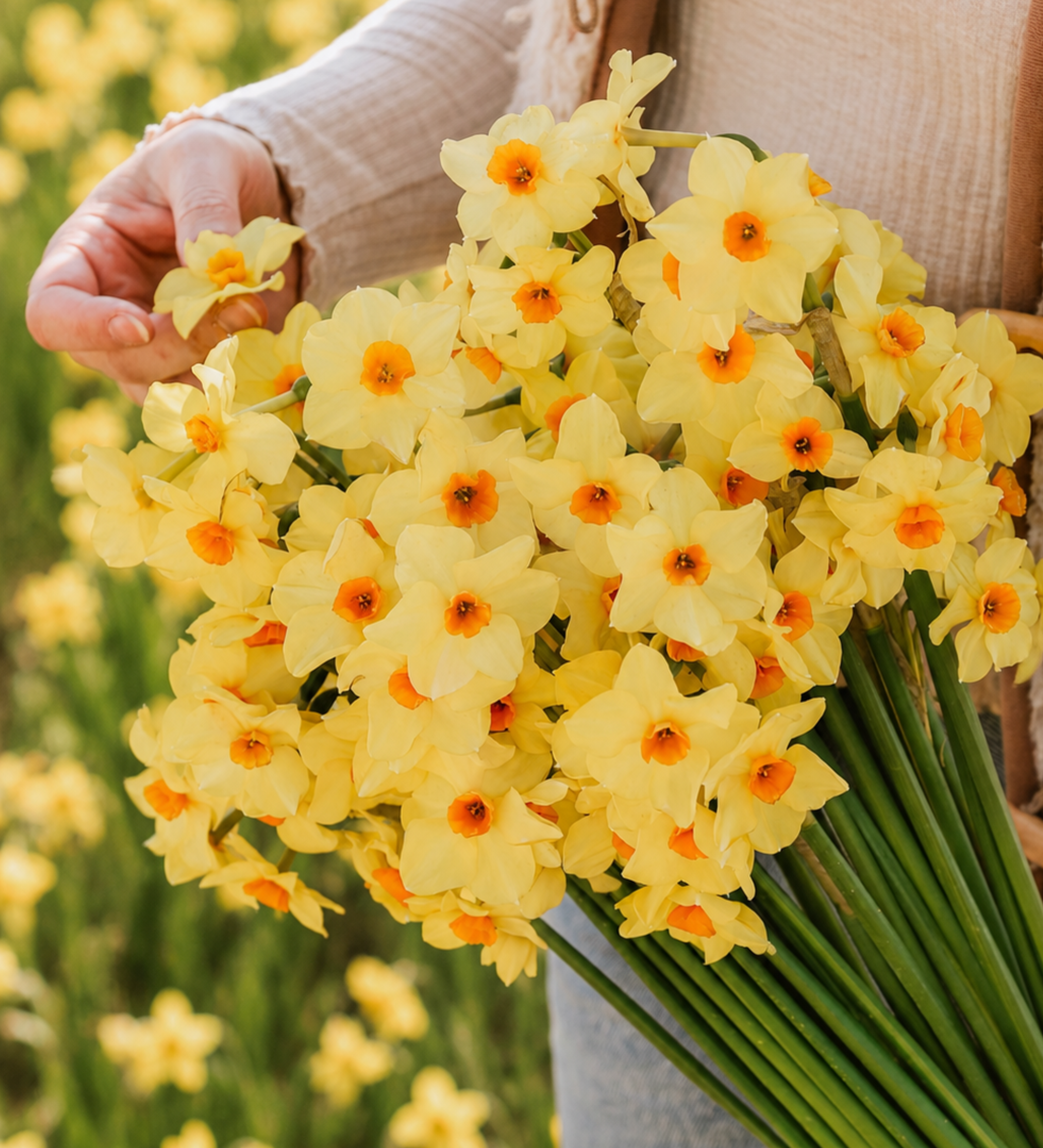 Narcis 'Martinette' BIO