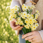 Narcis 'Minnow'