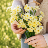 Narcis 'Minnow'