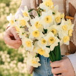 Narcis 'Papillon Blanc' BIO