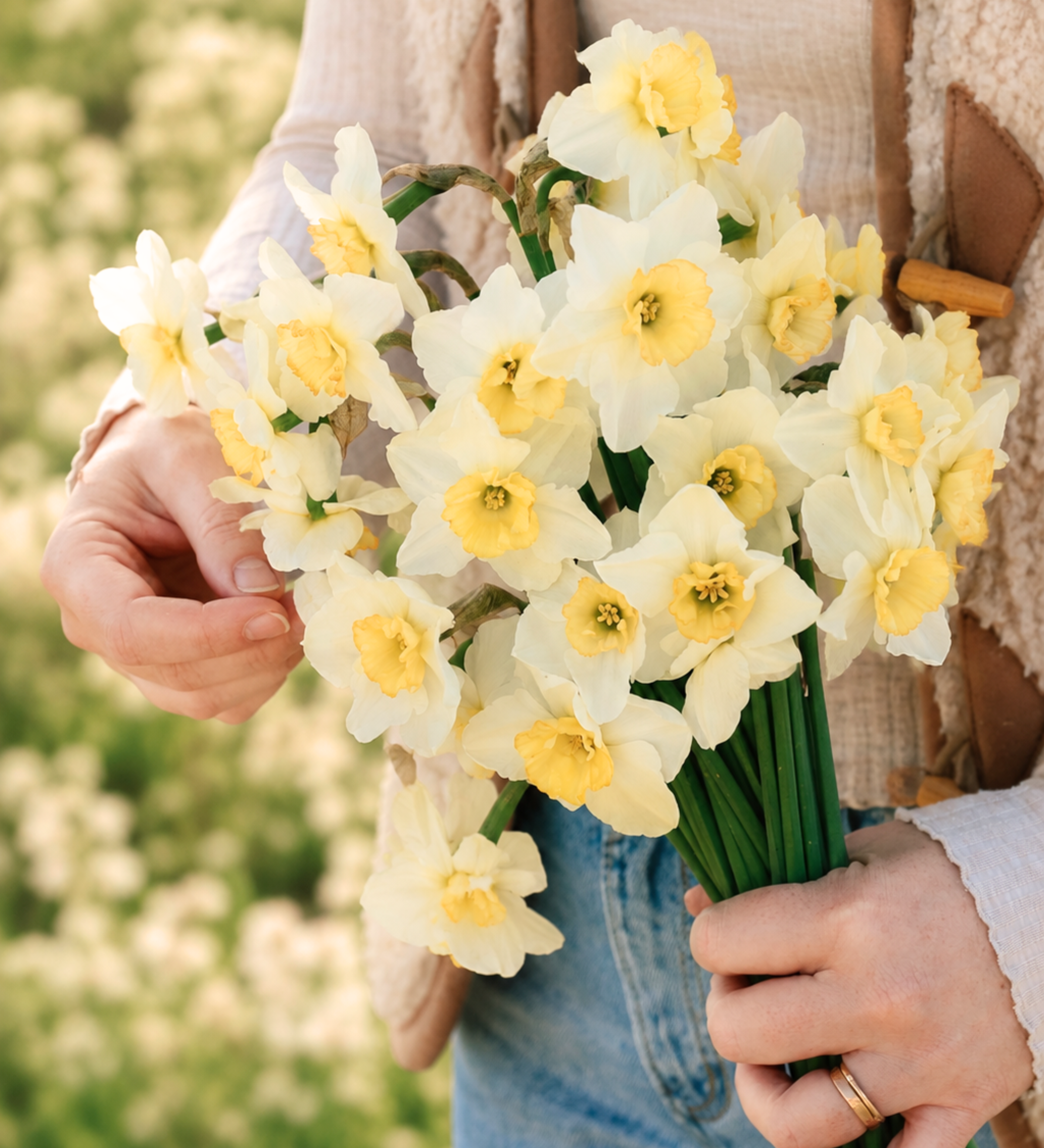 Narcis 'Papillon Blanc' BIO