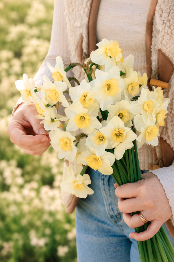 Narcis 'Papillon Blanc' BIO