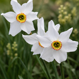 Narcis poeticus BIO