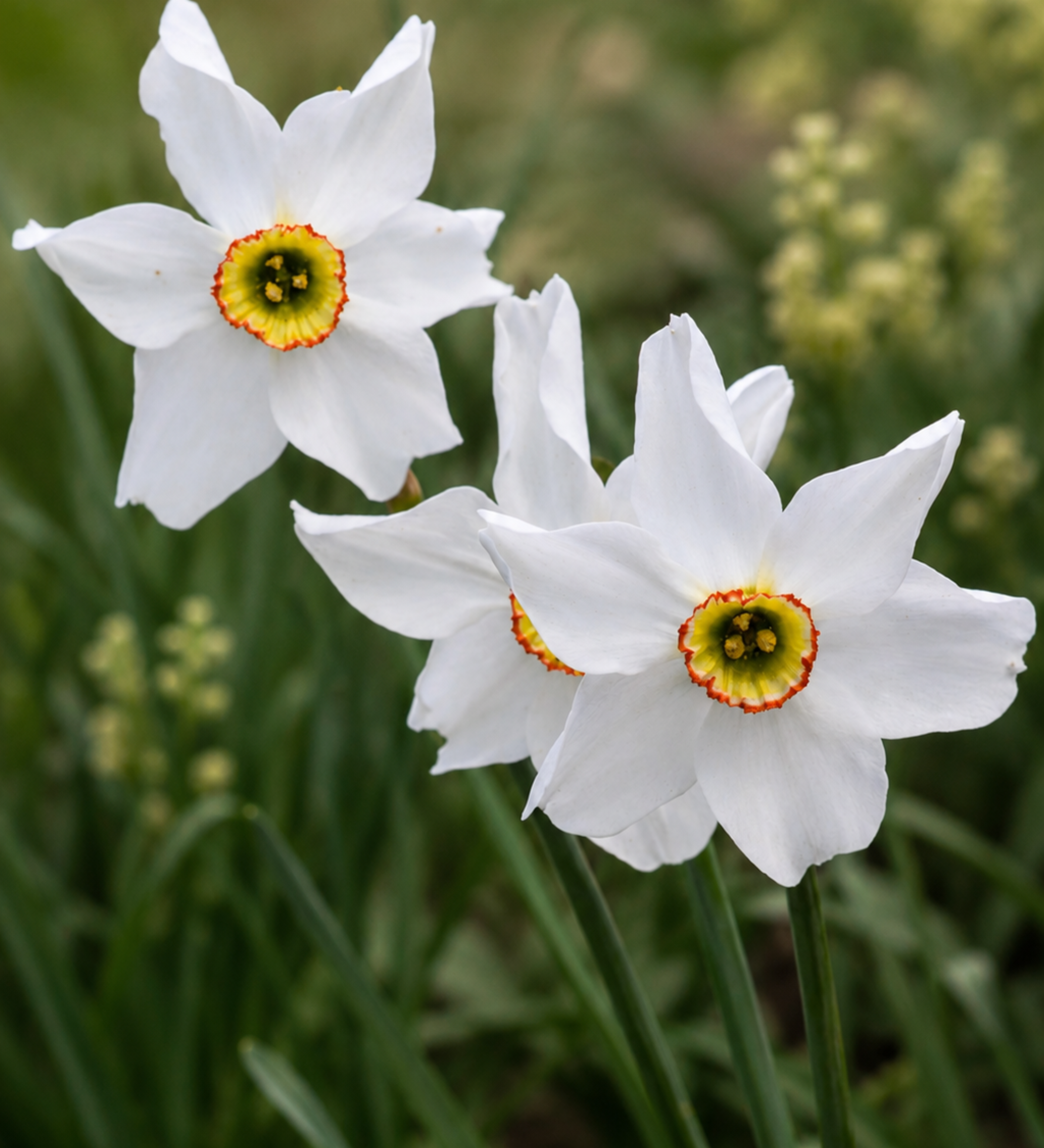 Narcis poeticus BIO
