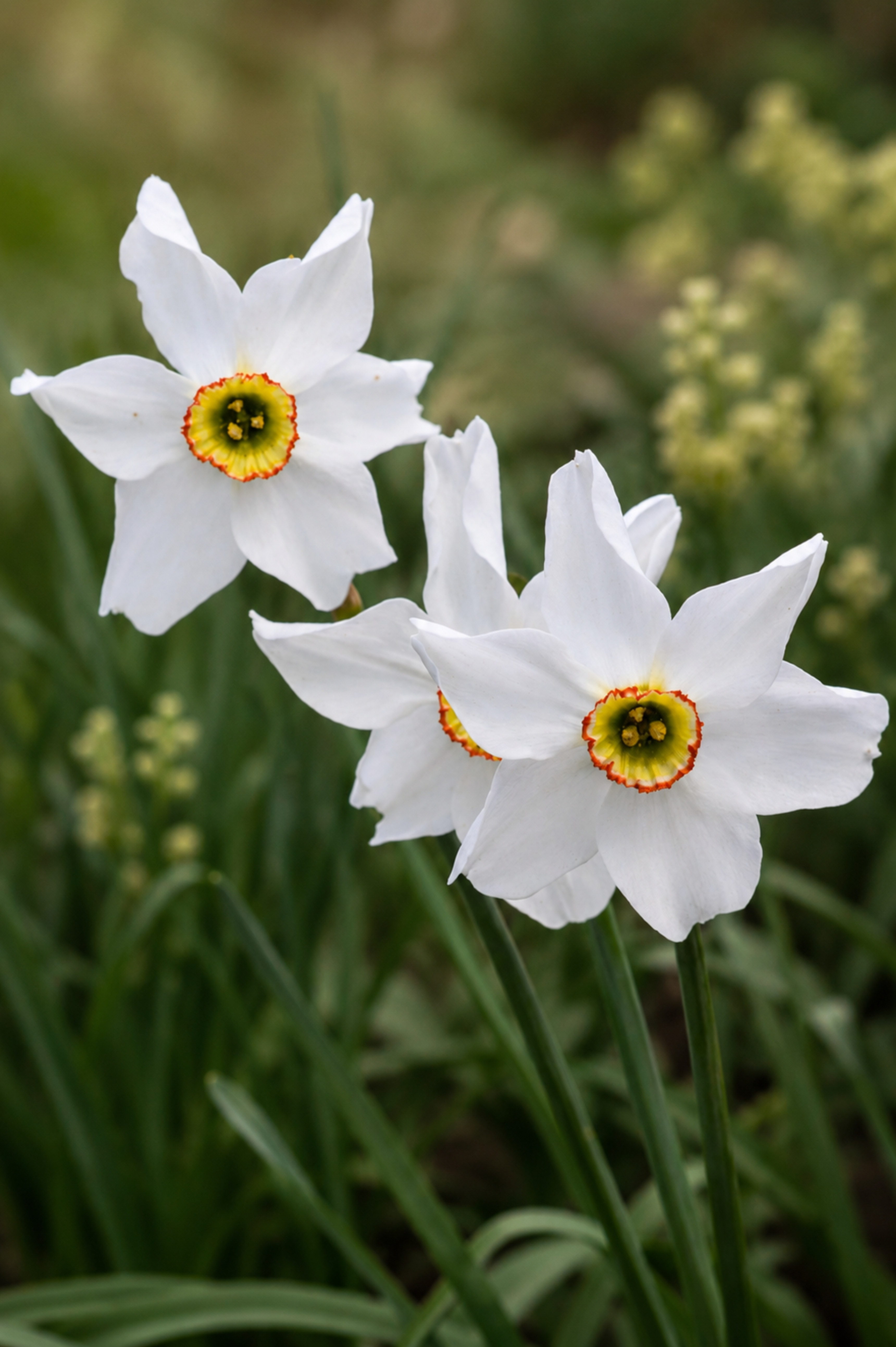 Narcis poeticus BIO