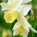 Narcis 'Pueblo' BIO