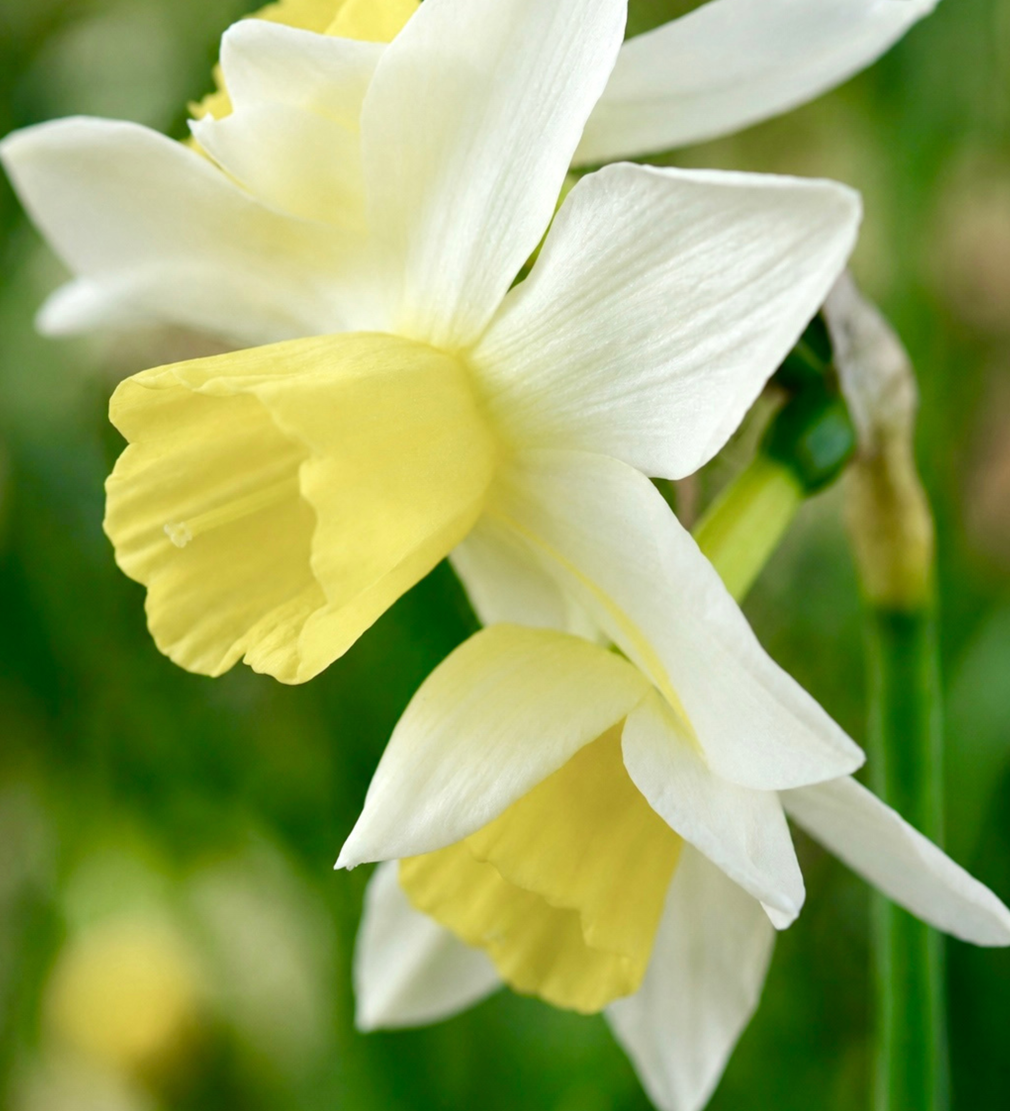 Narcis 'Pueblo' BIO