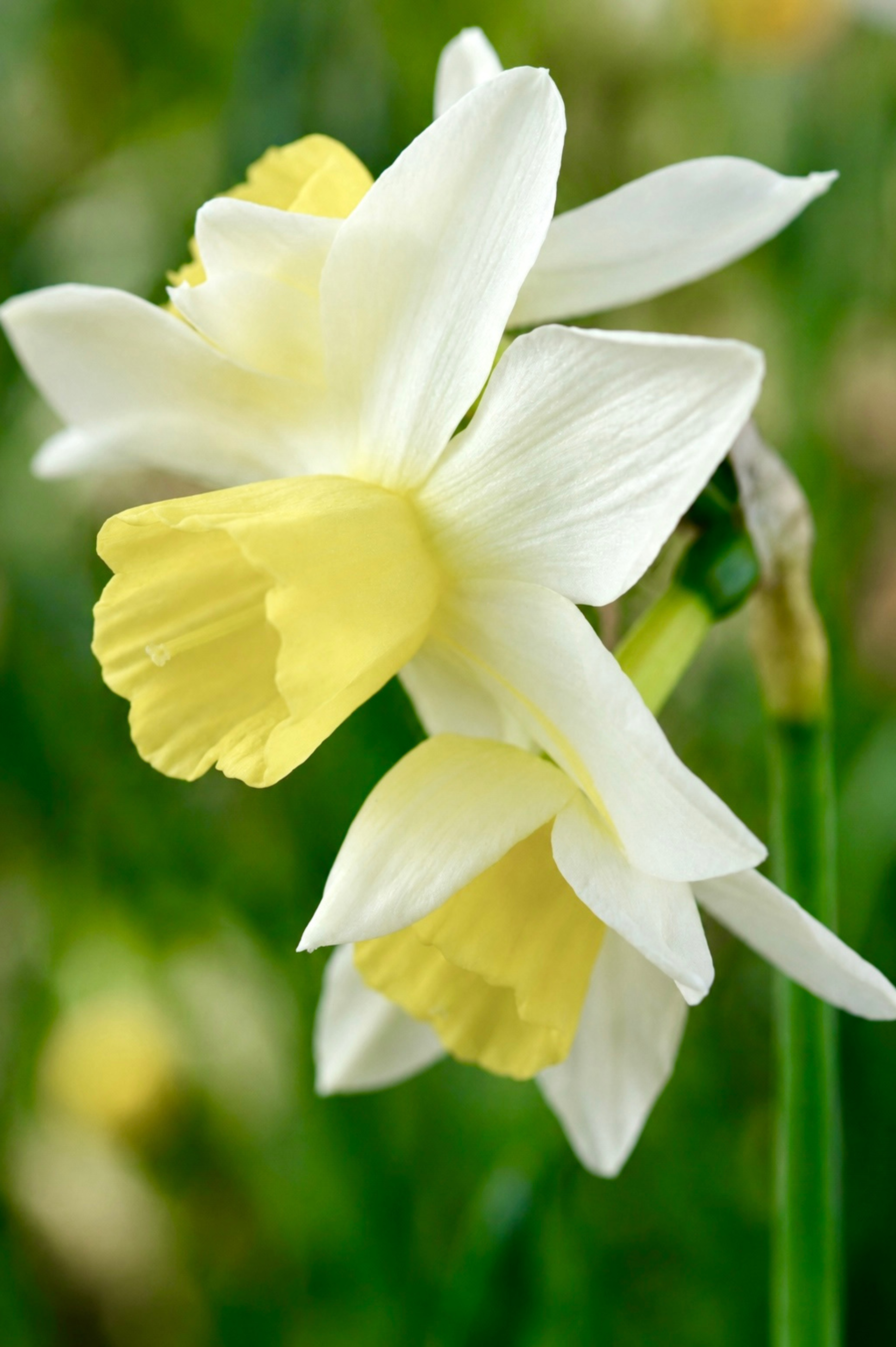 Narcis 'Pueblo' BIO