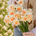 Narcis 'Replete'