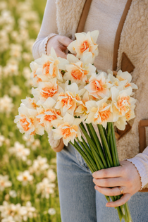 Narcis 'Replete'