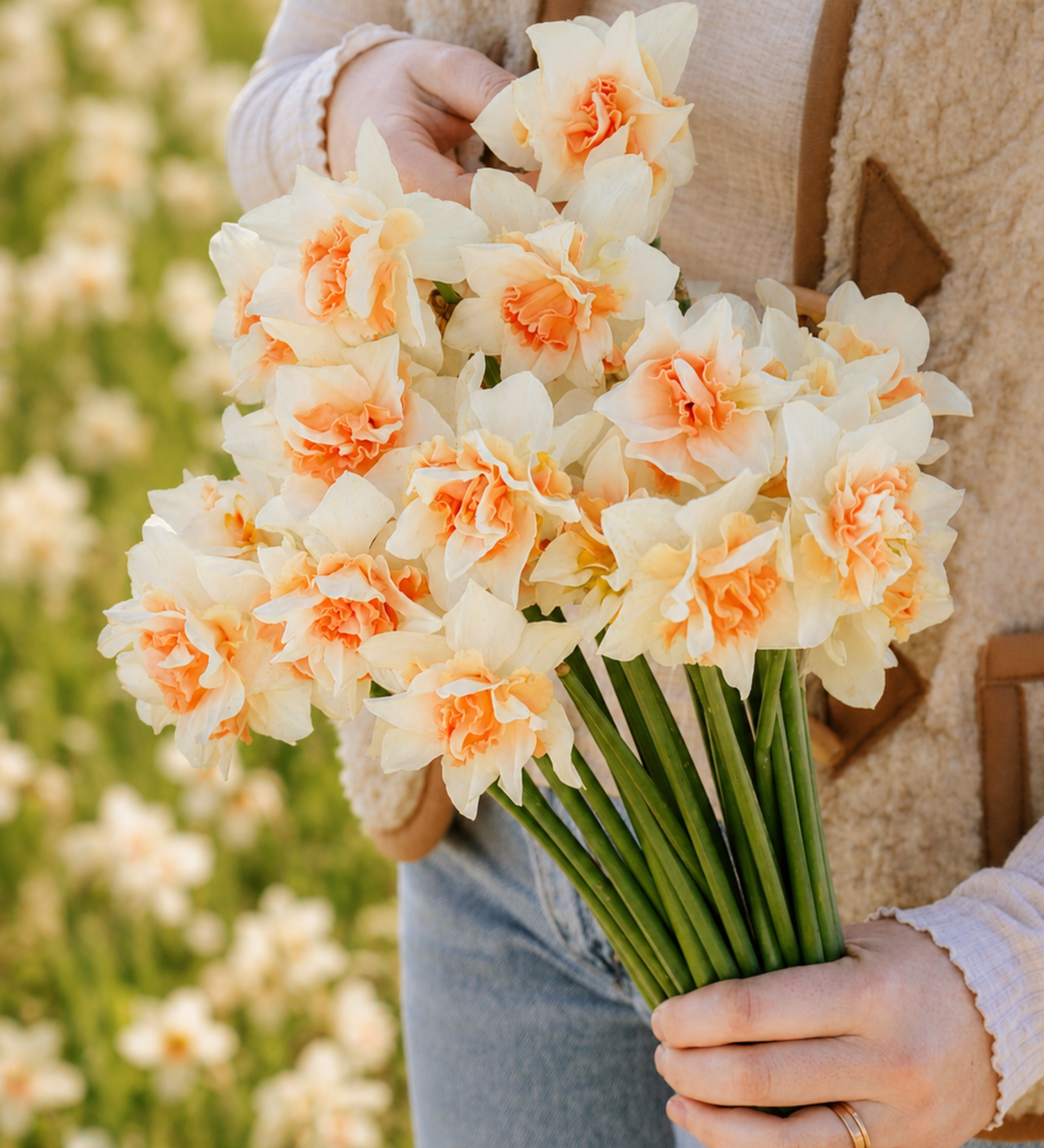 Narcis 'Replete'