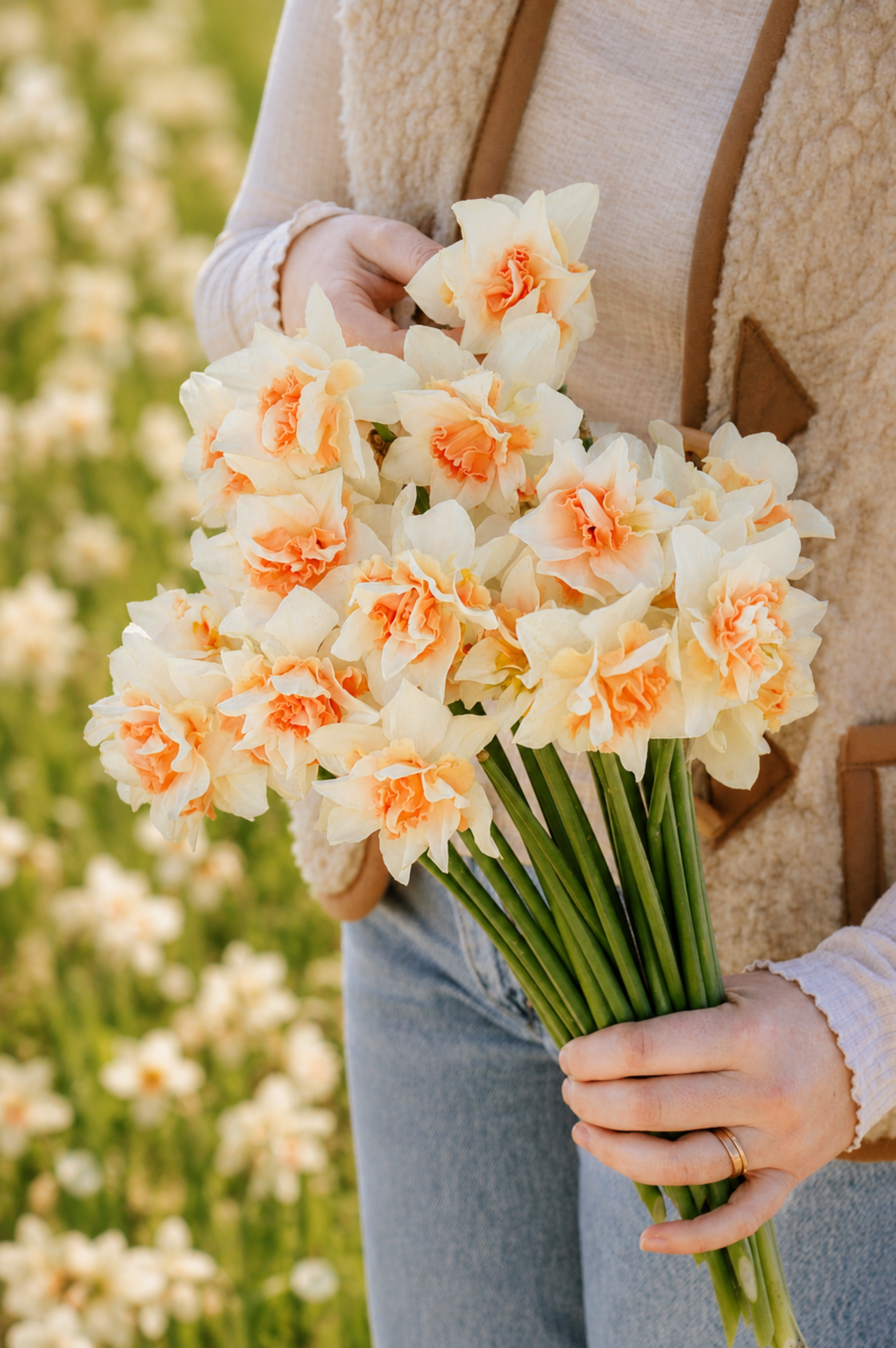 Narcis 'Replete'