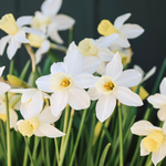 Narcis 'Sailboat'