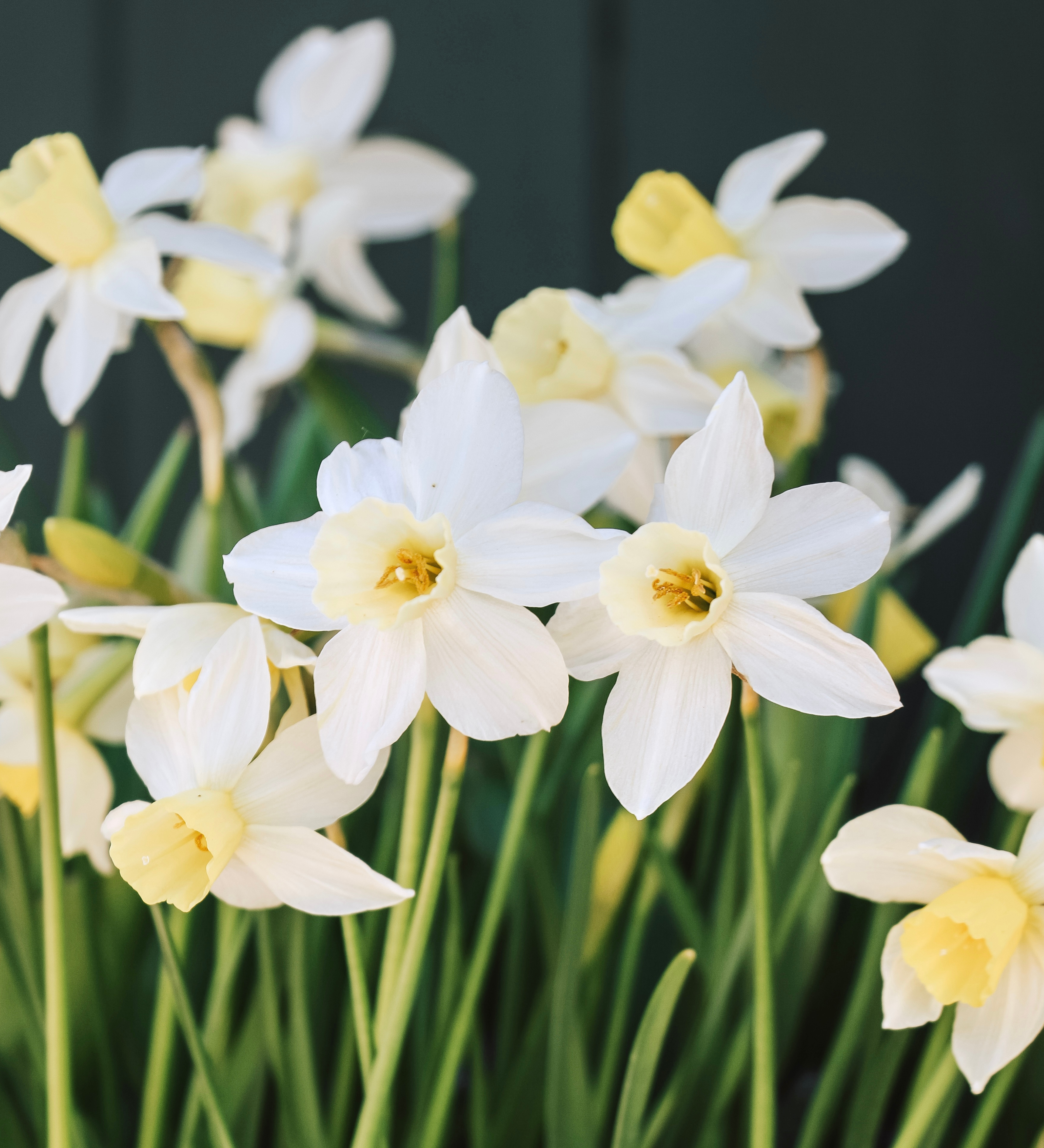 Narcis 'Sailboat'