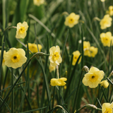 Narcis 'Sun Disc'