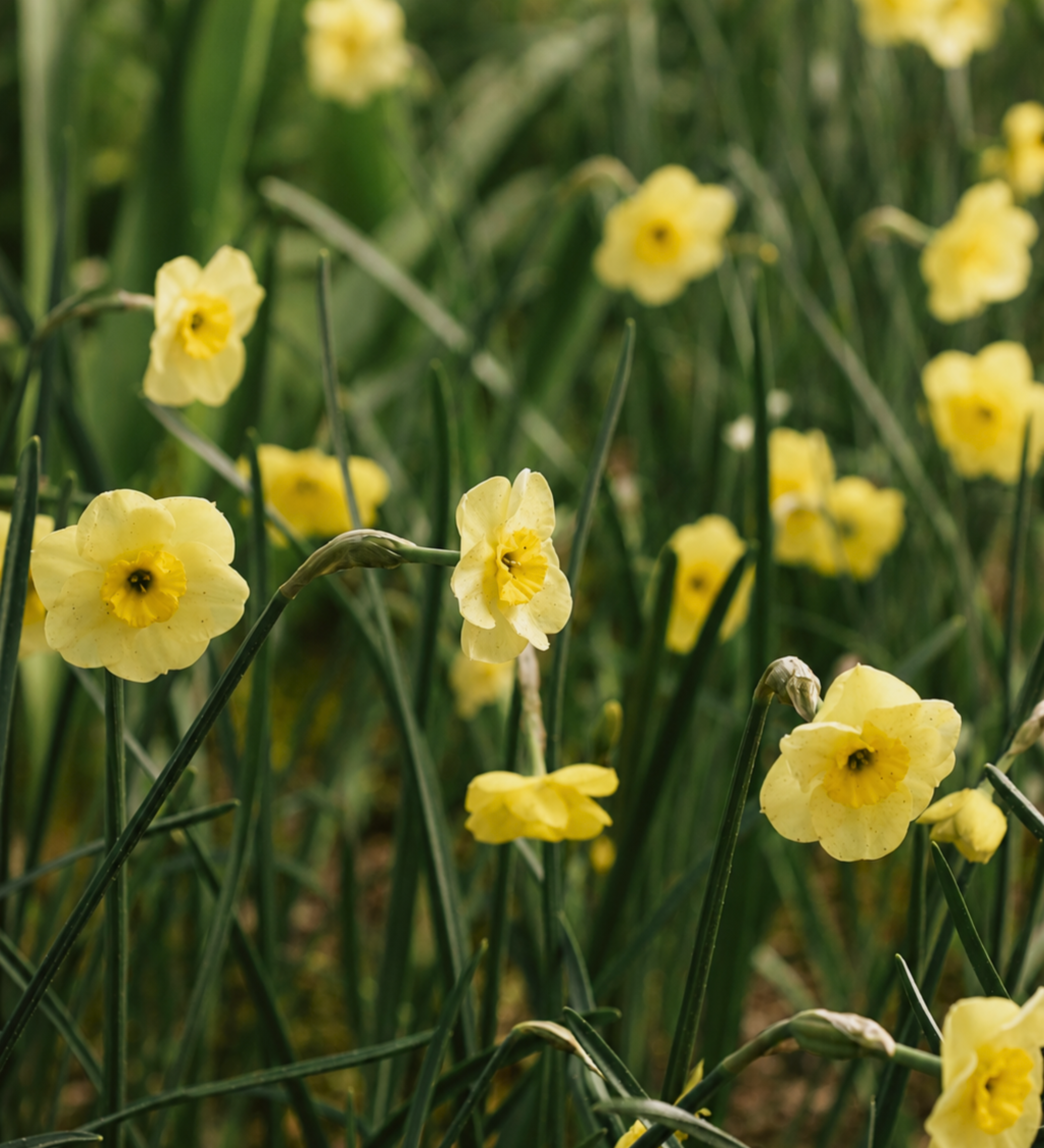 Narcis 'Sun Disc'