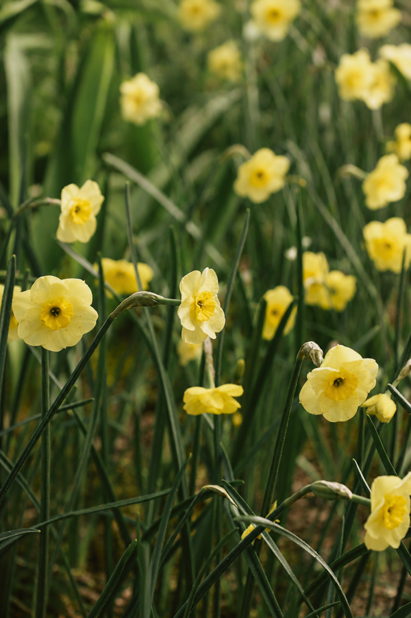 Narcis 'Sun Disc'