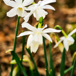 Narcis 'Thalia' BIO