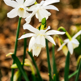 Narcis 'Thalia' BIO