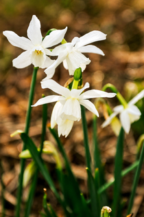 Narcis 'Thalia' BIO