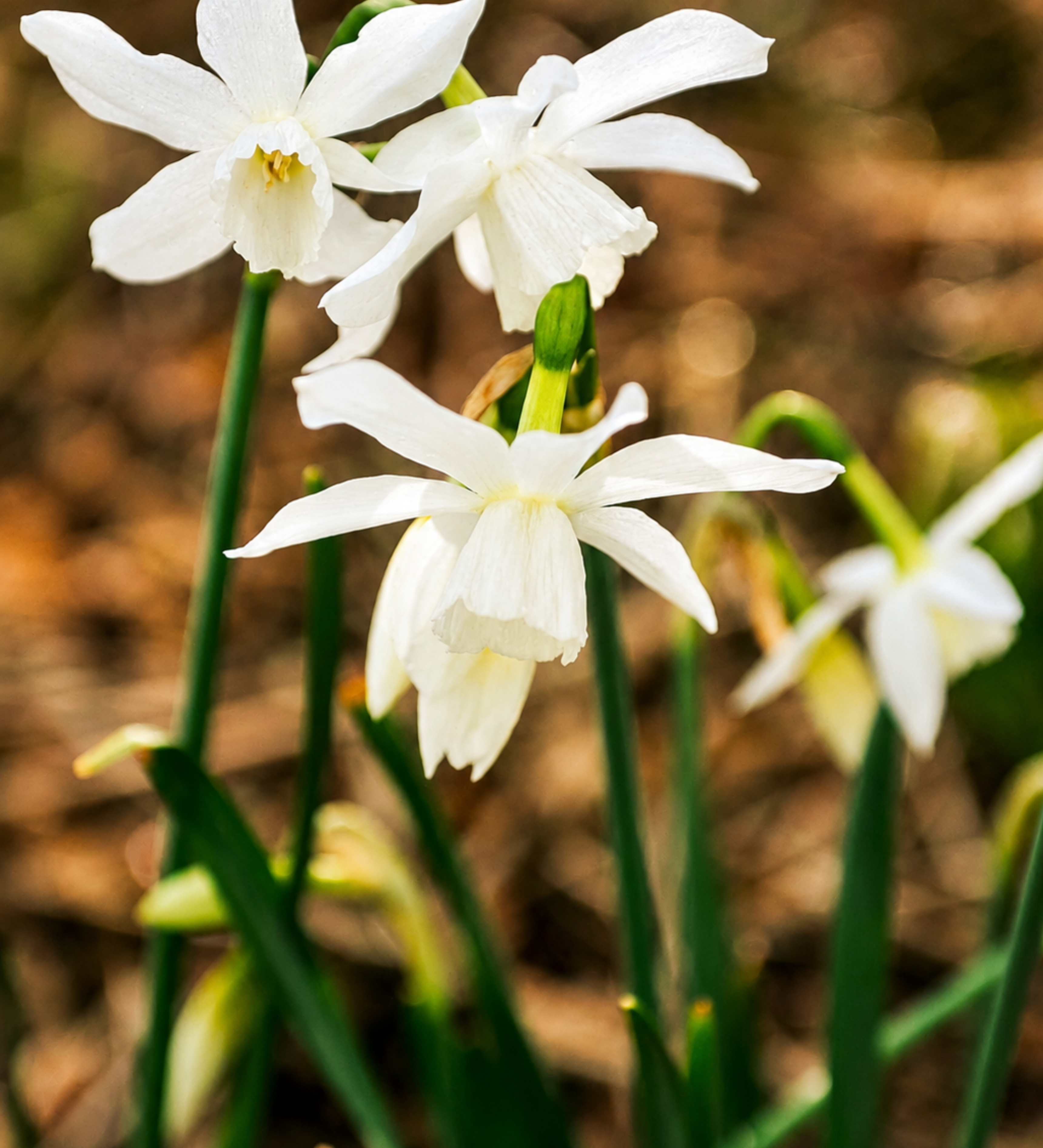 Narcis 'Thalia' BIO