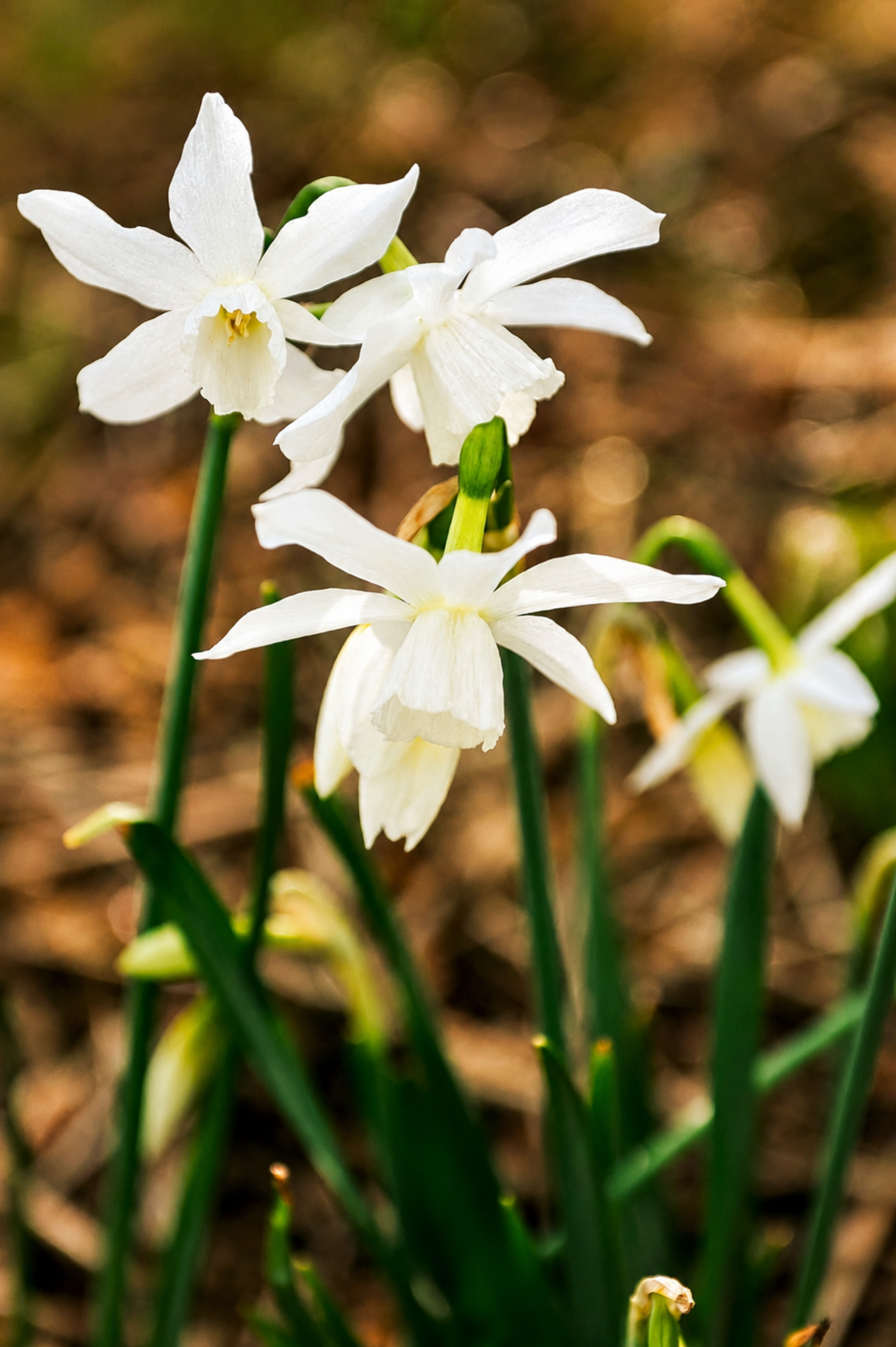 Narcis 'Thalia' BIO
