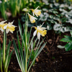 Narcis 'Topolino' BIO