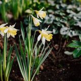 Narcis 'Topolino' BIO